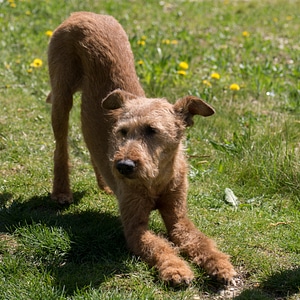 Dog irish terrier yoga