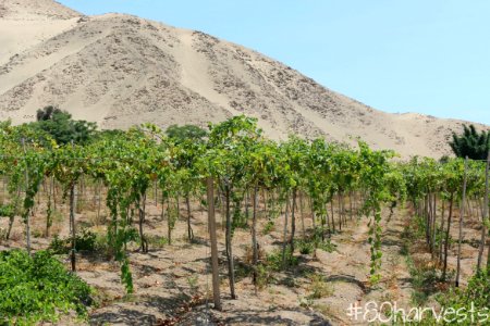 Viñedo actual en Cañete, Lima
