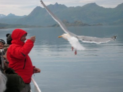 Norvegia - Isole Lofoten Luglio 2011