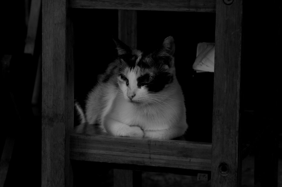 Thinking Cat