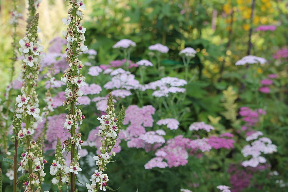 Bloom summer floral background