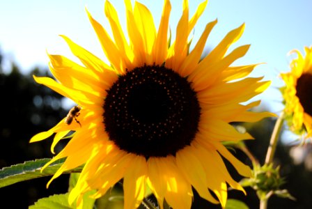 Abeja en Girasol Belvis