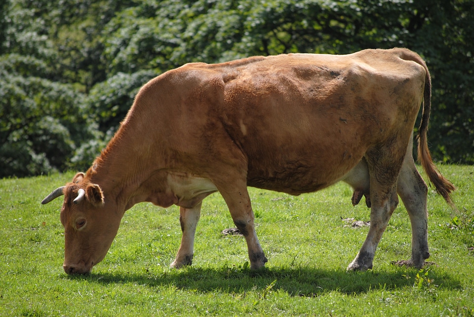 Cow farm agriculture