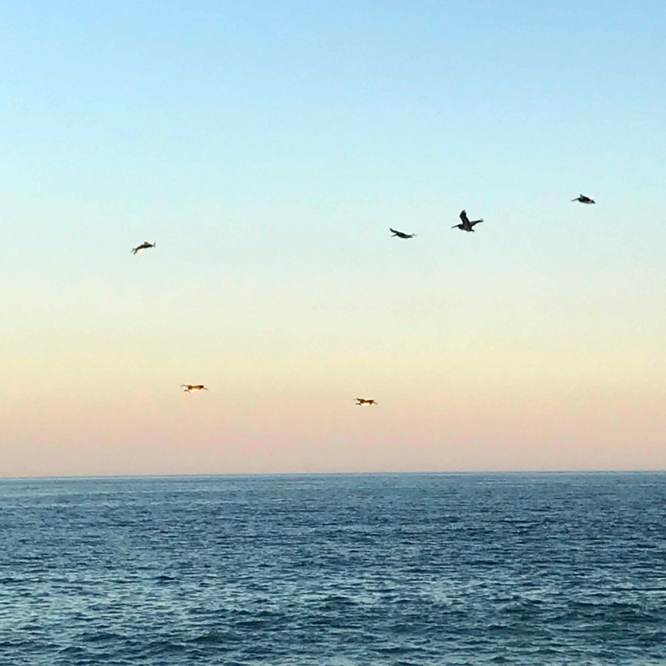 Brown Pelicans in Flight