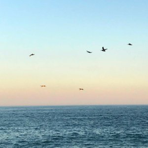 Brown Pelicans in Flight