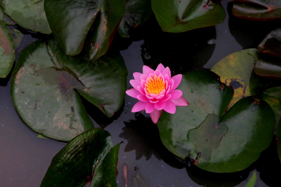 Kenilworth Aquatic Gardens