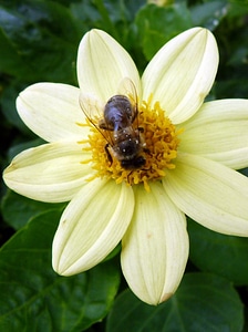 Recovery rest flower