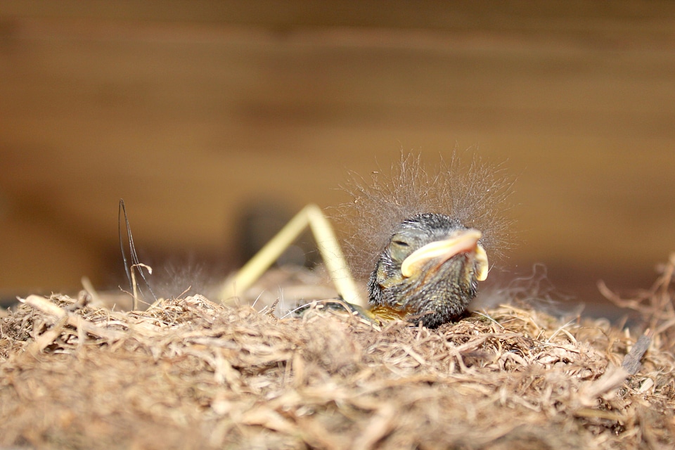 Hatching hunger nesting place