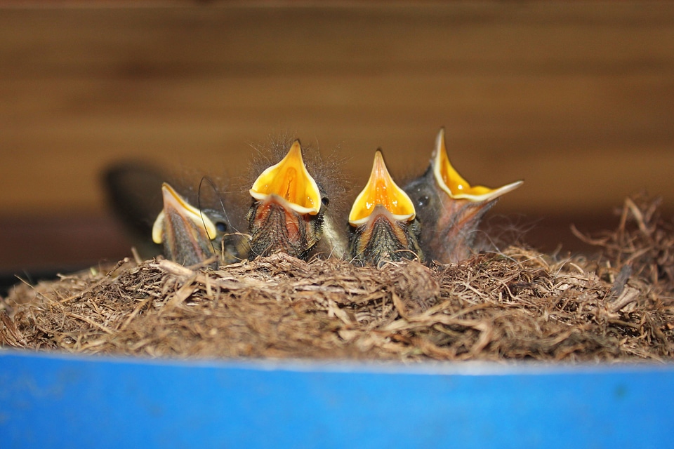 Hatching hunger nesting place