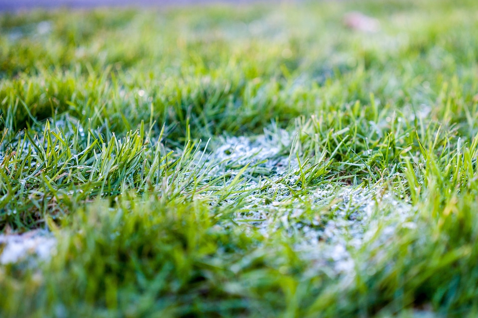 Close up green grass nature