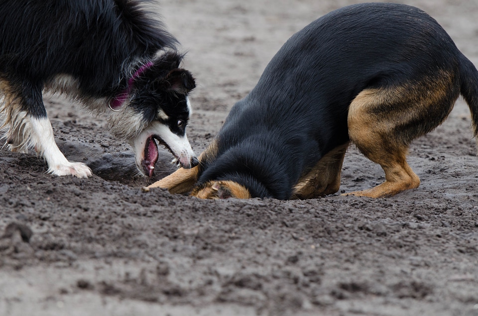 Raging dogs playful great
