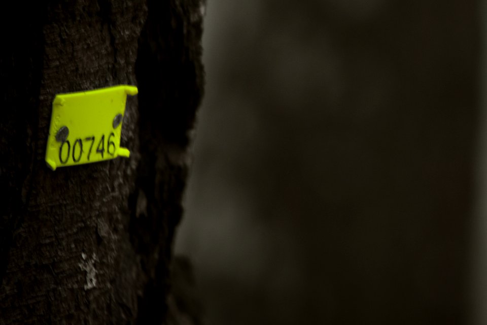 pine #746