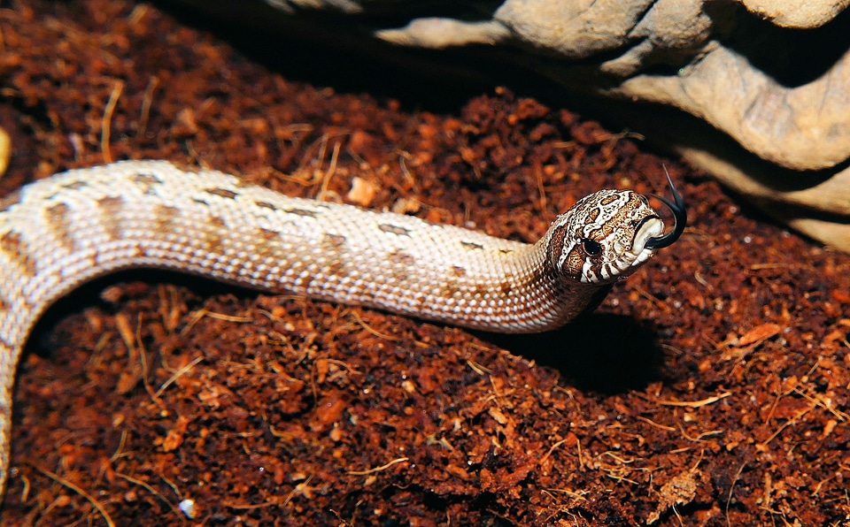 Mexico viper-like slightly toxic