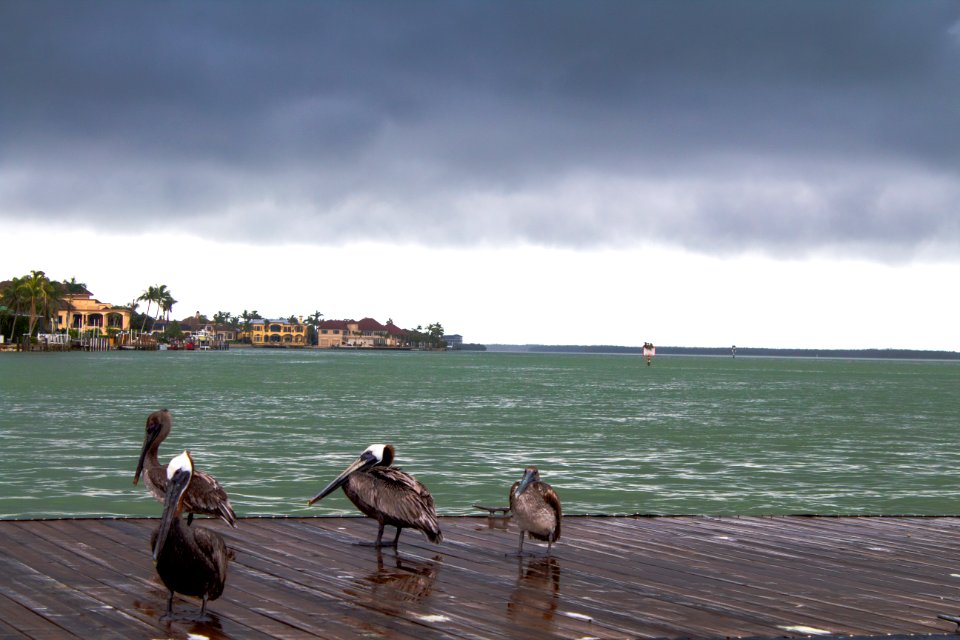 Pelican
