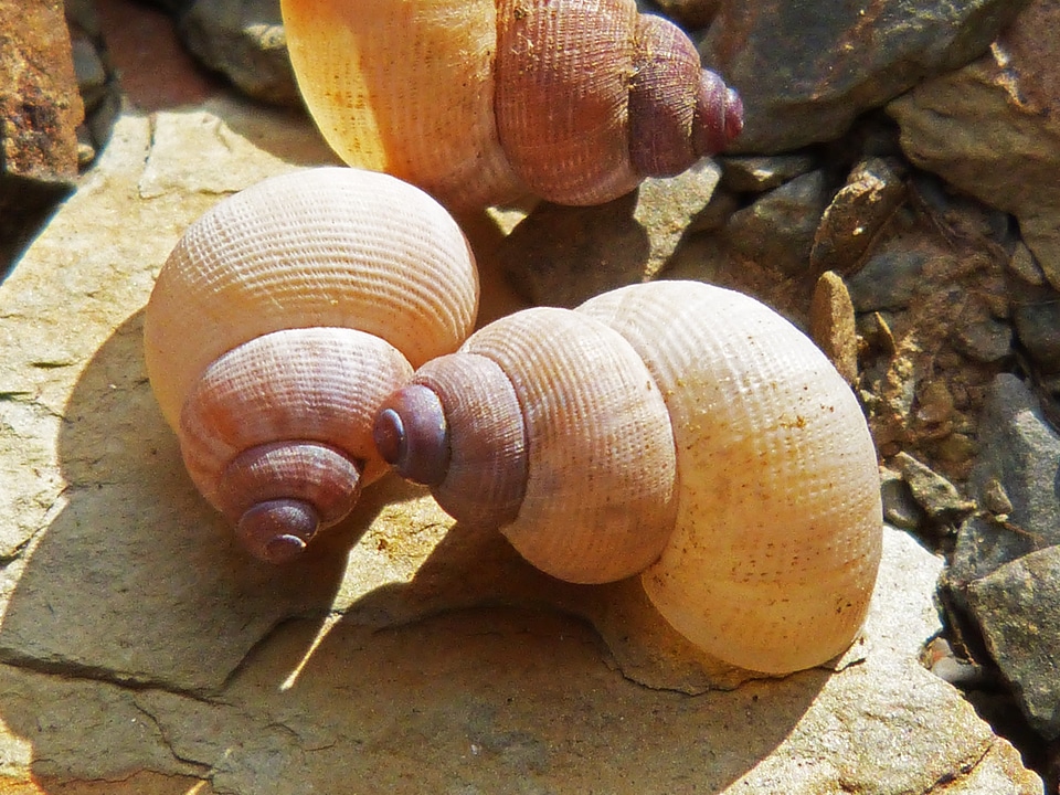 Spiral snail macro