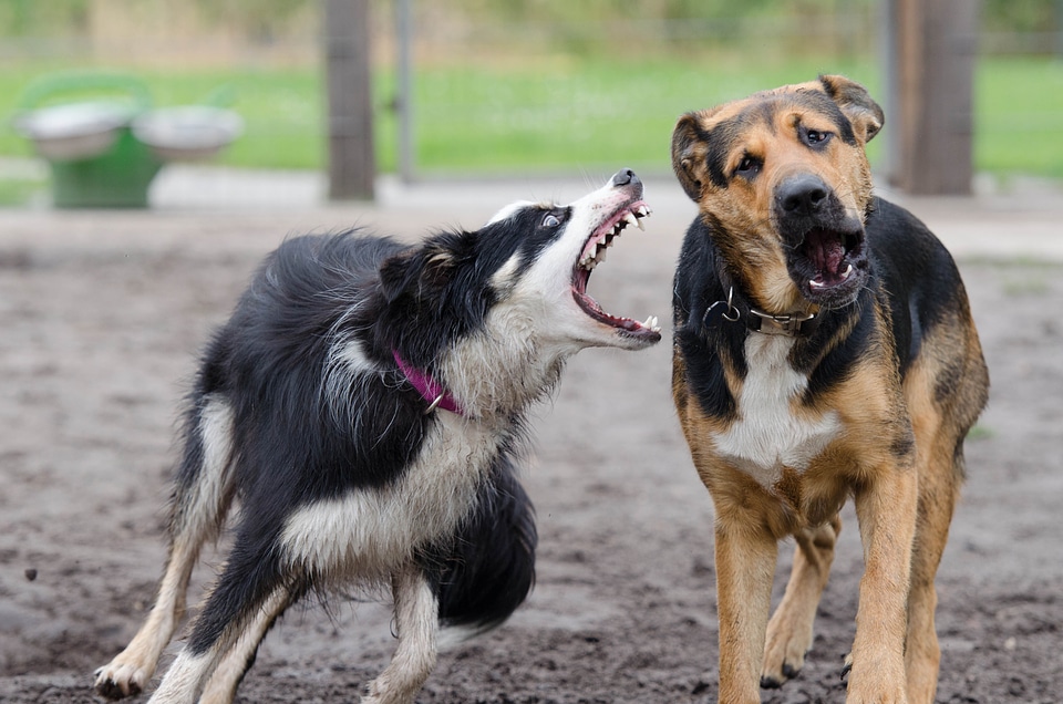 Raging dogs playful great