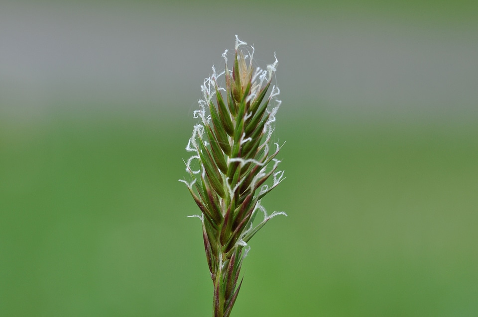 Meadow grass licorice close up