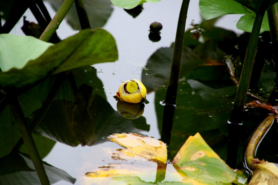 Kenilworth Aquatic Gardens