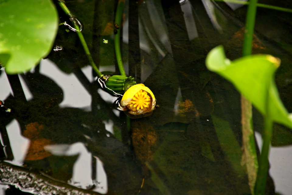 Kenilworth Aquatic Gardens