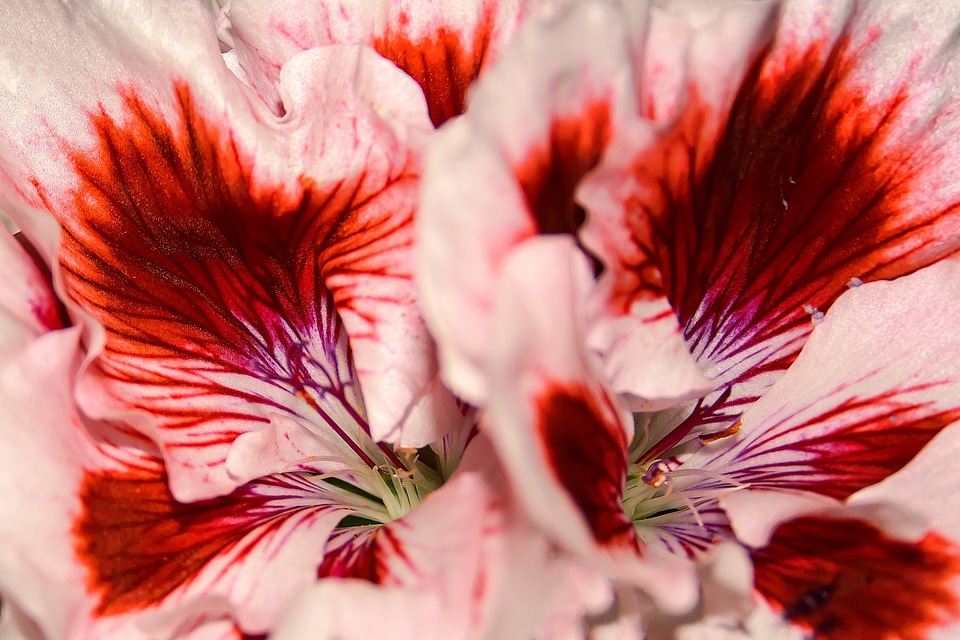 Geranium blossom bloom
