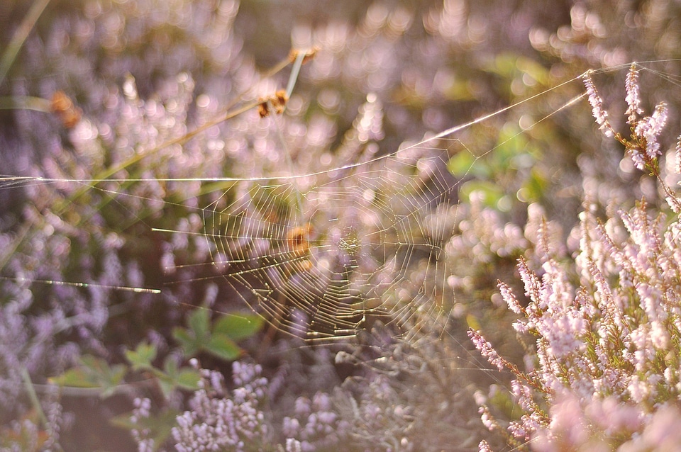 Spiderweb flowers brown web