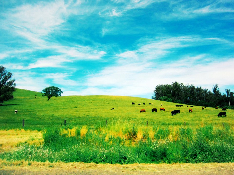 Napa, California