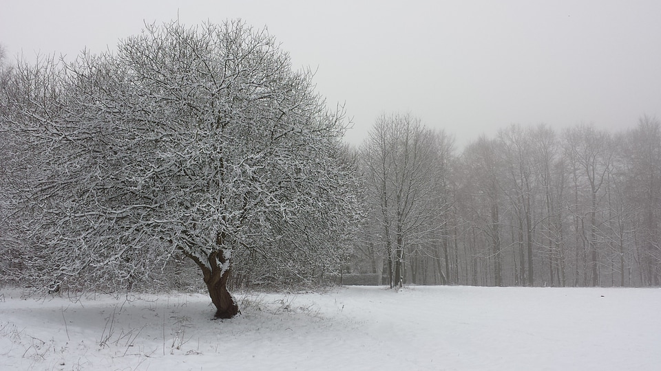 White nature cold photo