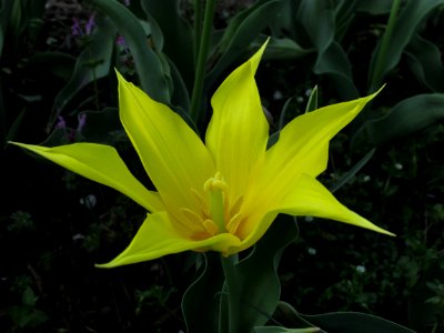 Lilyflowered tulip Moonshine