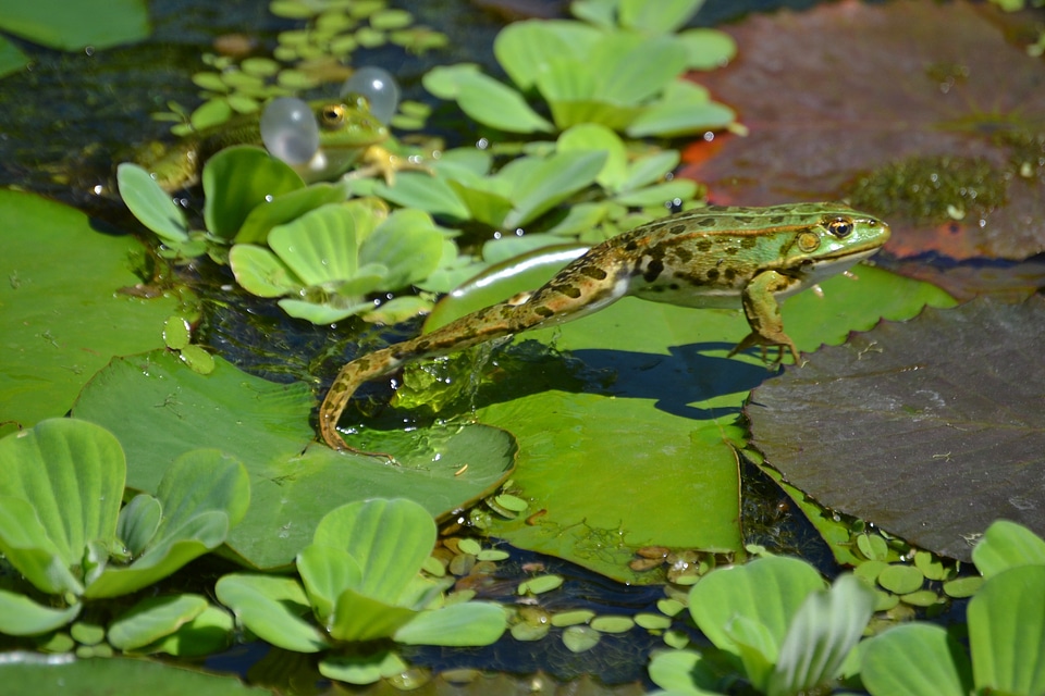Animal amphibian amphibians
