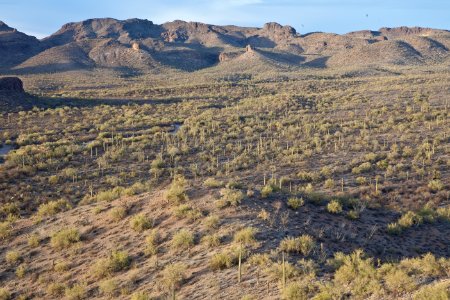 Sonoran Desert National Monument photo