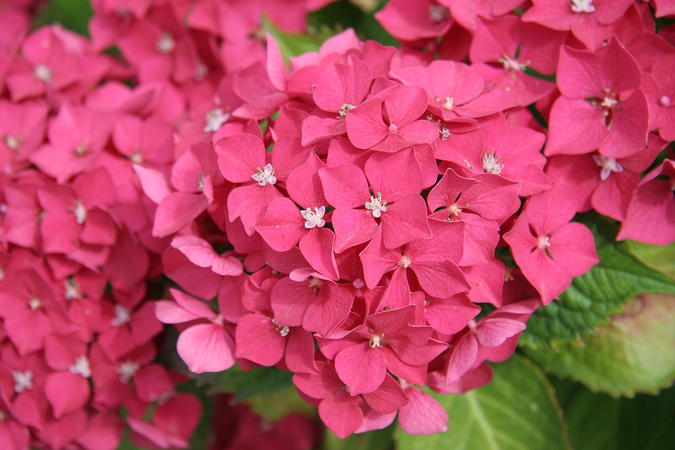 Flower garden garden plant