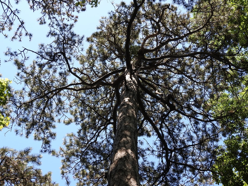 Pine pine forest tree