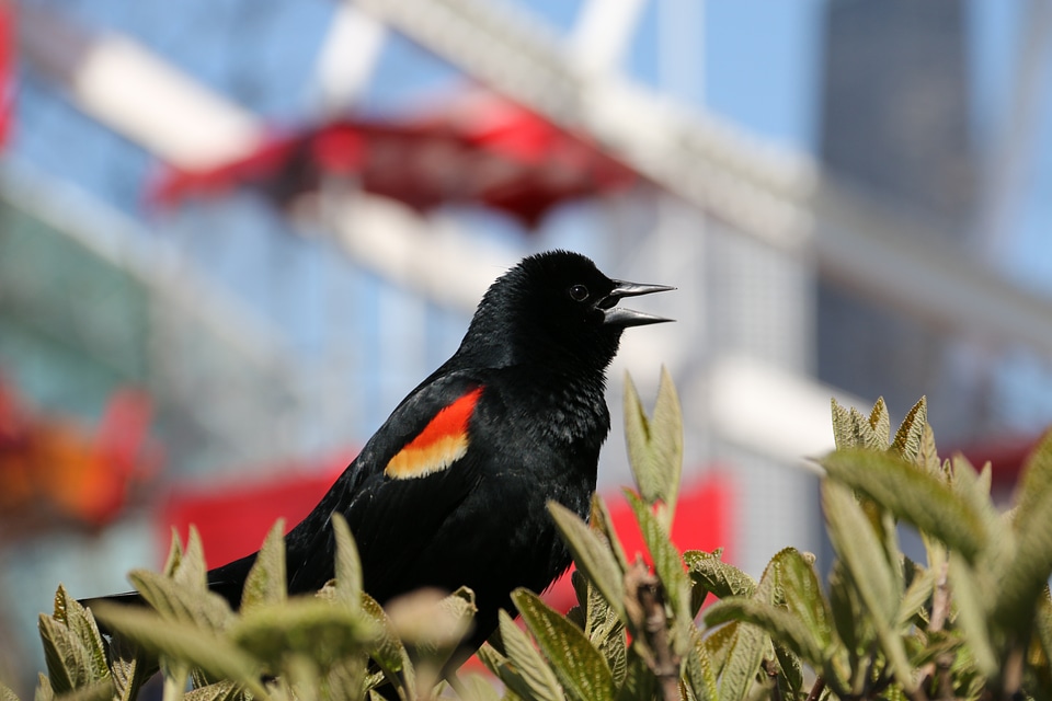 Germany-flag bird chicago america