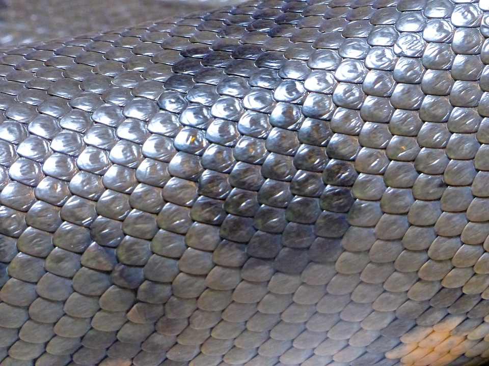 Animal texture reptile