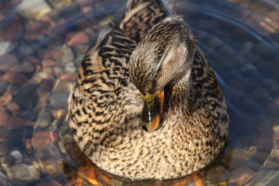 Duck pond bird