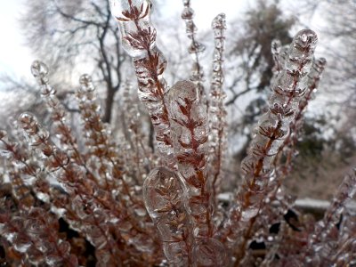 Frozen in Thyme