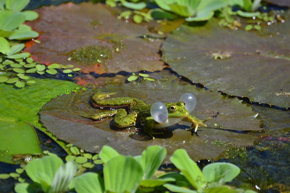Anuran water creature animal