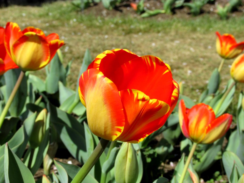 Darwin Hybrid tulip Banja Luka (2)
