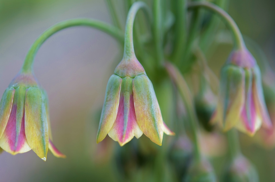 Nature floral plant photo