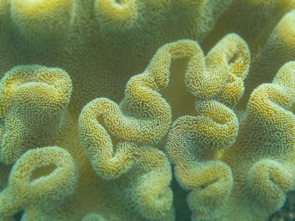 Ocean diving exotic