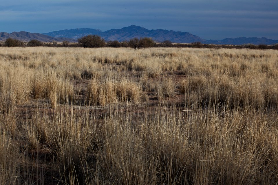 Las Cienegas National Conservation Area