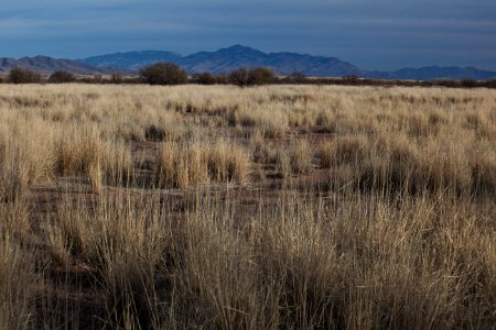 Las Cienegas National Conservation Area