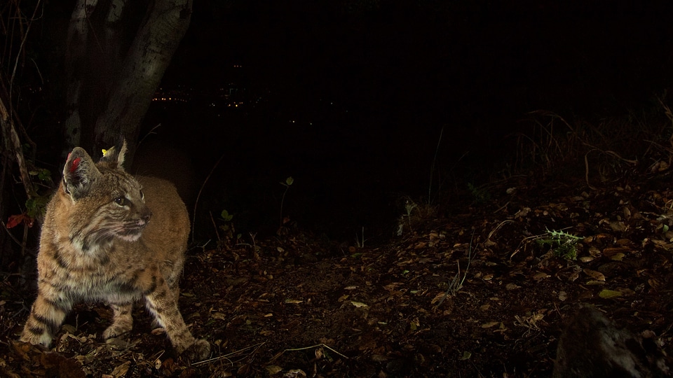 Nature night big cat