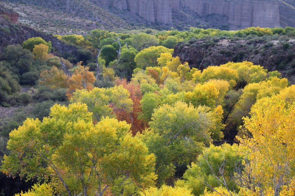Fall Colors in Gila Box Riparian National Conservation Area