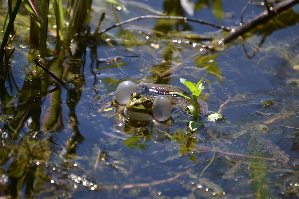 Anuran water creature animal