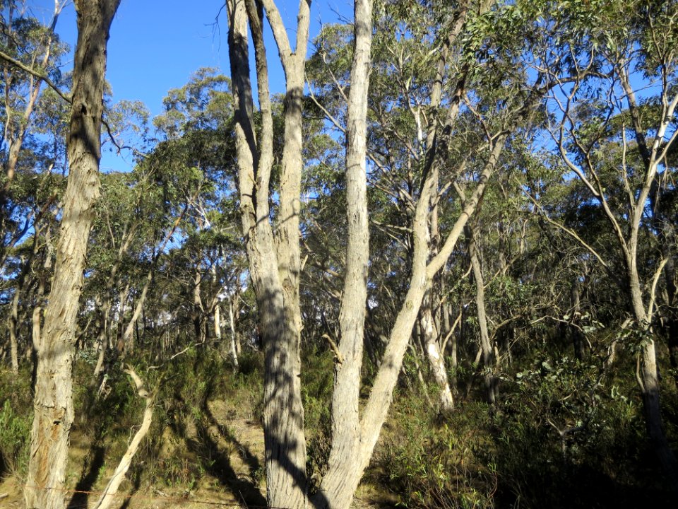 Eucalyptus Dives
