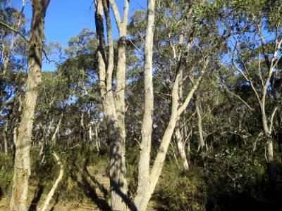 Eucalyptus Dives