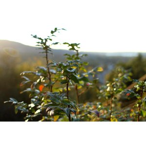 Plant with backdrop of Issaquah; Picture: Aperture 2; Shutter Speed 1/500; ISO 100; 28mm Lens