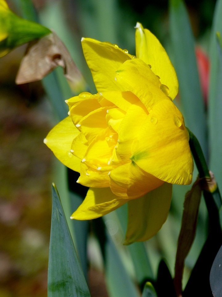 Flower yellow garden