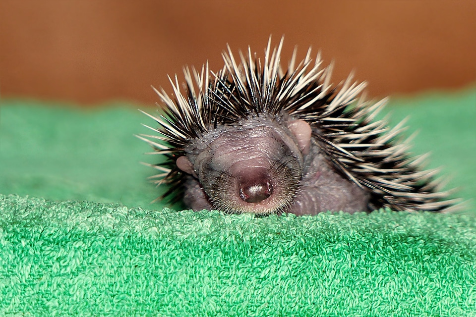 Erinaceus young 1 week old